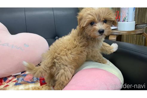 成約済の兵庫県のマルプー:マルチーズ×トイプードル-215598の2枚目